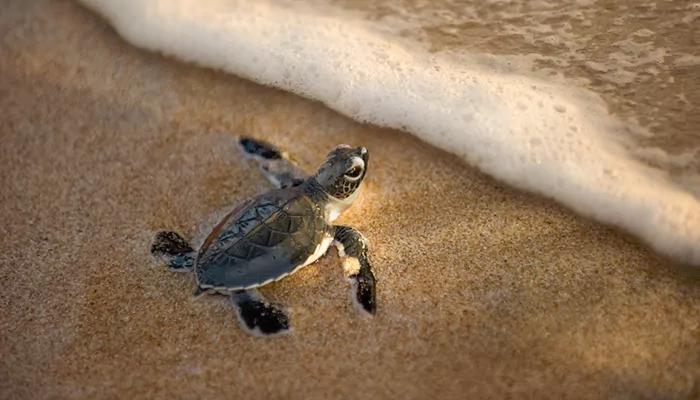 Exploring India's Coastal Wonders: Top 7 Beaches for Turtle Hatchings